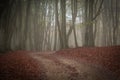 Mysterious pathway in the foggy italian forest