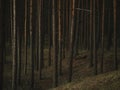 Mysterious pine forest in the early morning