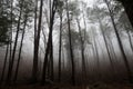 Mysterious pine forest shrouded in a dark and ethereal fog