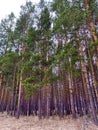 Mysterious pine forest in the spring in the southern Urals Royalty Free Stock Photo
