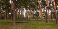 Mysterious pine forest at sunset. Panoramic photo Royalty Free Stock Photo