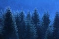 Mysterious pine trees in blue moonlight at midnight. Spooky, scenic, fantasy landscape.