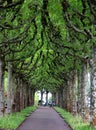 Mysterious platan tree alley