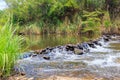 Mysterious rainforest river. Royalty Free Stock Photo