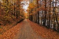 Mysterious road covered by autumn leaves