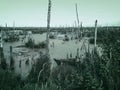 Mysterious scary empty uninhabited swamp with dead trees and old abandoned boats. Monochrome natural background for Royalty Free Stock Photo