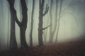 Mysterious scary forest with fog