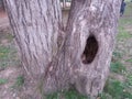 Mysterious and scary tree. Giant tree with V shape trunk l.