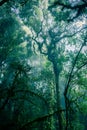 Mysterious scene of ancient trees and vines covered by moisture and fog inside tropical rainforest Royalty Free Stock Photo