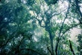 Mysterious scene of ancient trees and vines covered by moisture and fog inside tropical rainforest Royalty Free Stock Photo