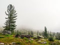 Mysterious scenery with coniferous forest in thick fog. Atmospheric forest landscape with coniferous trees on stony hill in low