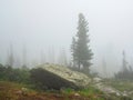 Mysterious scenery with coniferous forest in thick fog Royalty Free Stock Photo
