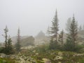 Mysterious scenery with coniferous forest in thick fog Royalty Free Stock Photo