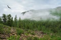 Mysterious scenery with coniferous forest in thick fog. Green forest landscape with coniferous trees in low clouds in rainy Royalty Free Stock Photo