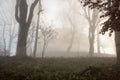 Mysterious scenery with misty autumn forest and castle ruins silhouette on the background