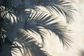 Mysterious Shadow palm leaves. Generate Ai Royalty Free Stock Photo