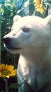 Mysterious Shimmering White Bear Cub Exploring Rural Landscape .