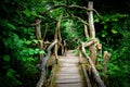 Mysterious spooky boardwalk forest entrance