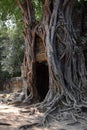 Mysterious, spooky, dark, foggy giant tree roots, forest growing out of stone temple ruins, angkor wat, cambodia Royalty Free Stock Photo