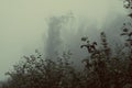 Mysterious spooky forest with fog