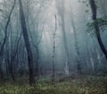 Mysterious spring forest in fog