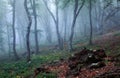 Mysterious spring forest in fog