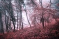 Mysterious spring forest in fog with pink leaves and red flowers