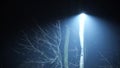 Mysterious lone street light and leafless trees at foggy night