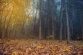 Mysterious surreal light in foggy forest. Lovely fairytale in magic autumn forest