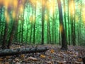 Mysterious surreal light in foggy forest. Lovely fairytale in magic autumn forest