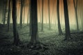 Surreal woods with spooky mist