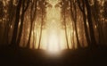 Mysterious symmetrical forest with fog Royalty Free Stock Photo