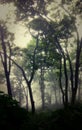 Mysterious teak trees through fog in the Himalayas