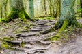 Mysterious trail in the forest with mossy tree trunks and exposed roots Royalty Free Stock Photo