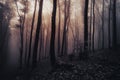 Mysterious Transylvanian forest with fog Royalty Free Stock Photo