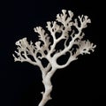 Mysterious Underwater Charms: Dried Branches of Sea Corals Revealing their Beauty on a Black Canvas