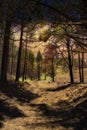 Mysterious vertical shot of thin trees in an abandoned forest with a narrow path in between