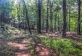 Mysterious view into a green forest in northern eruope