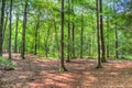 Mysterious view into a green forest in northern eruope