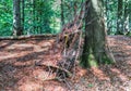 Mysterious view into a green forest in northern eruope