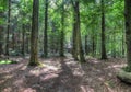 Mysterious view into a green forest in northern eruope Royalty Free Stock Photo