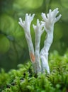 Mysterious white coral fungus emerging from green moss