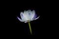 A mysterious of white purple water lily in blossom Royalty Free Stock Photo