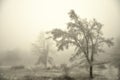 Mysterious winter foggy landscape