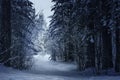 Mysterious winter forest in dark blue colored forest.