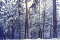 Mysterious winter forest in dark blue colored forest.