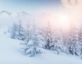 Mysterious winter landscape majestic mountains in winter. Magical winter snow covered tree. Dramatic scene. Carpathian