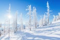 Mysterious winter landscape majestic mountains in winter. Magical winter snow covered tree. Dramatic wintry scene.