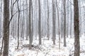 Snowy mysterious winter pine wood. Magic winter foggy forest
