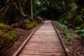 Mysterious wooden path, which crosses a closed forest, to protect it from footsteps